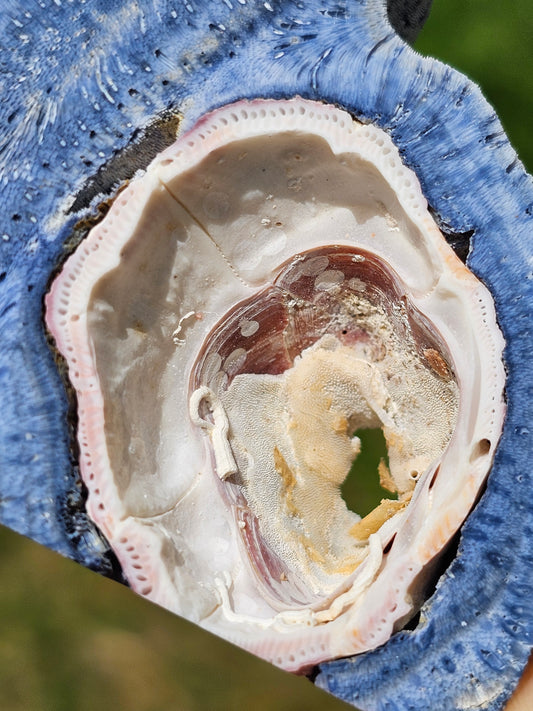 Corail bleu d'Indonésie A