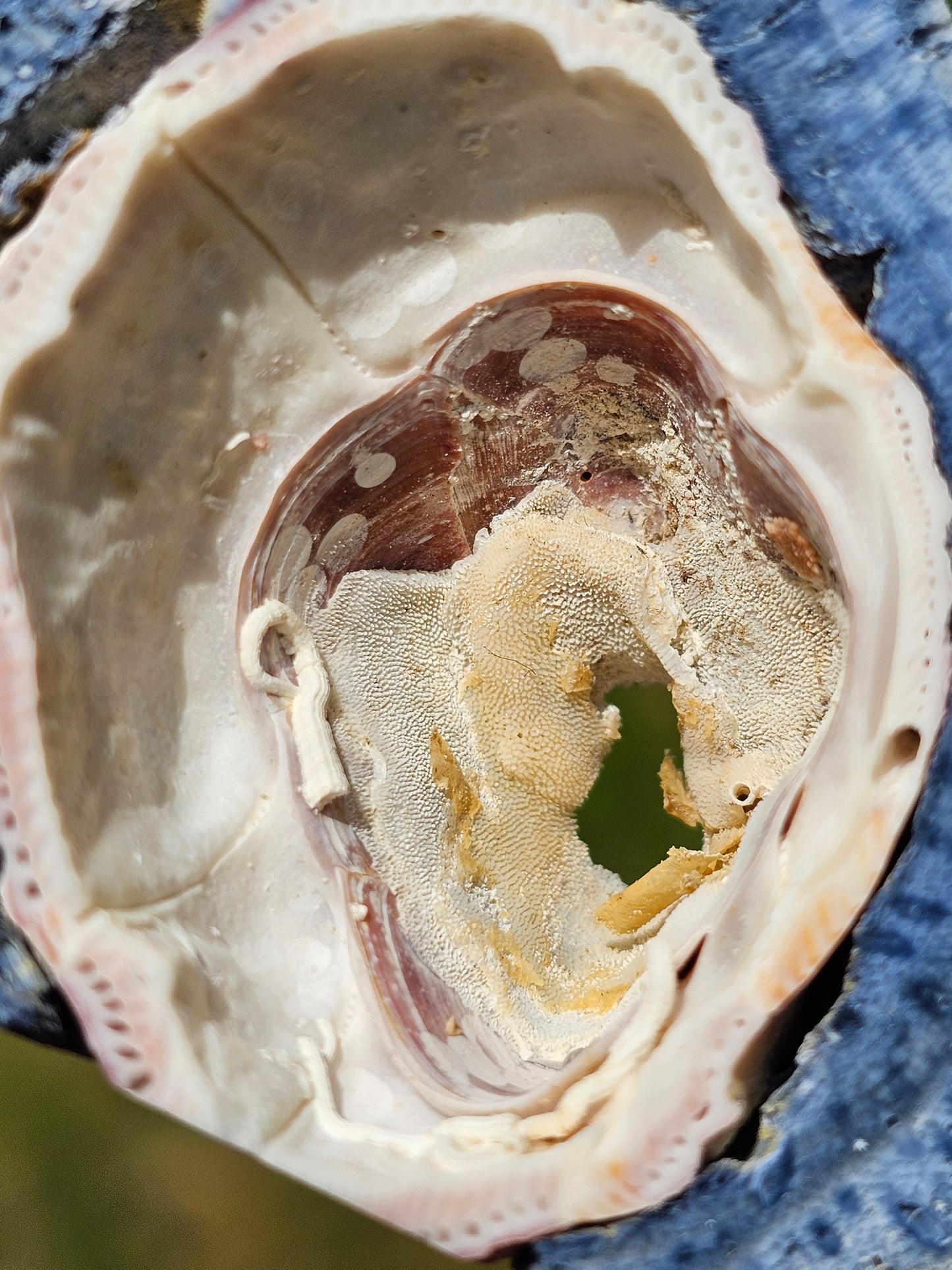Corail bleu d'Indonésie A