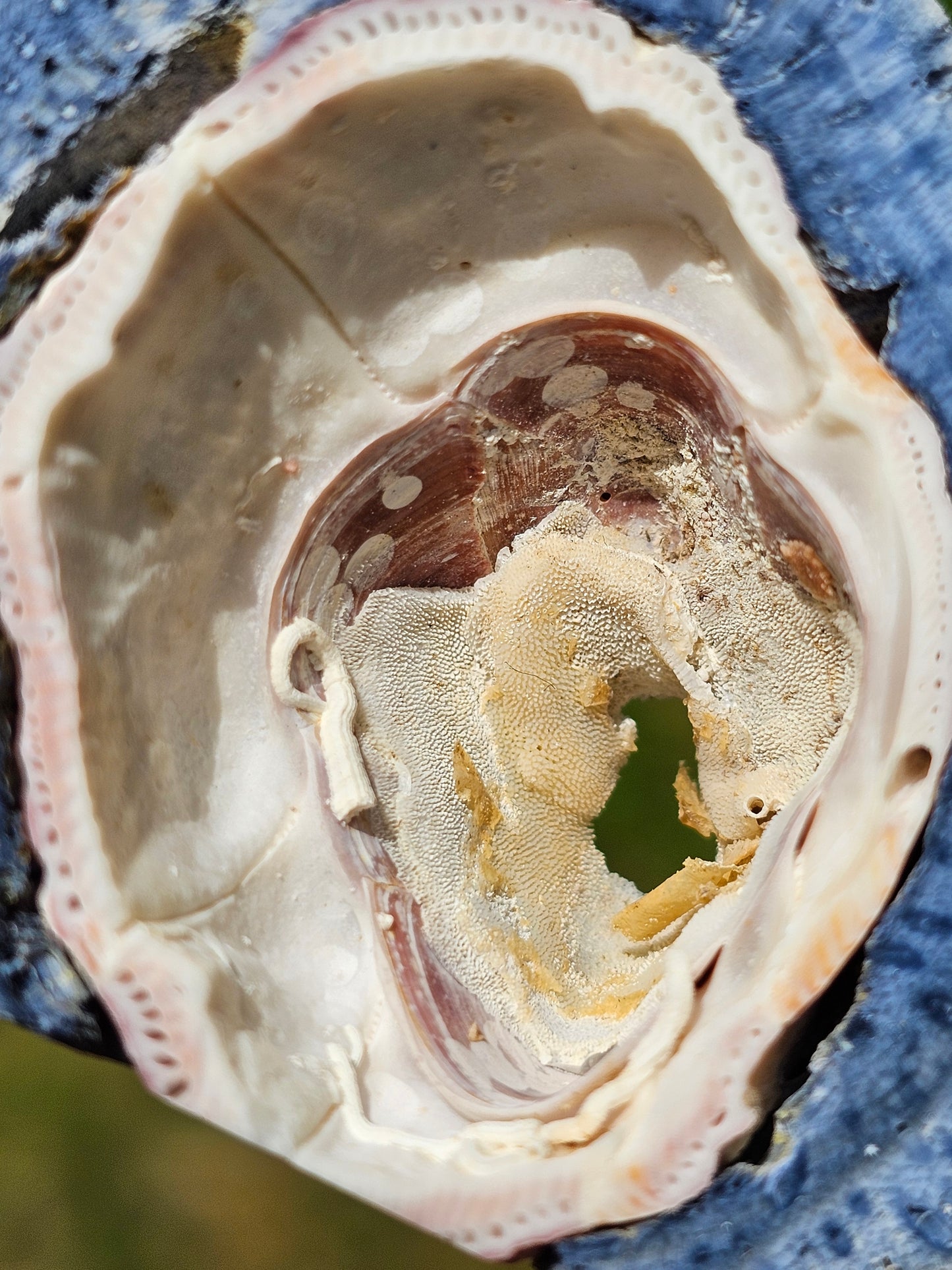 Corail bleu d'Indonésie A