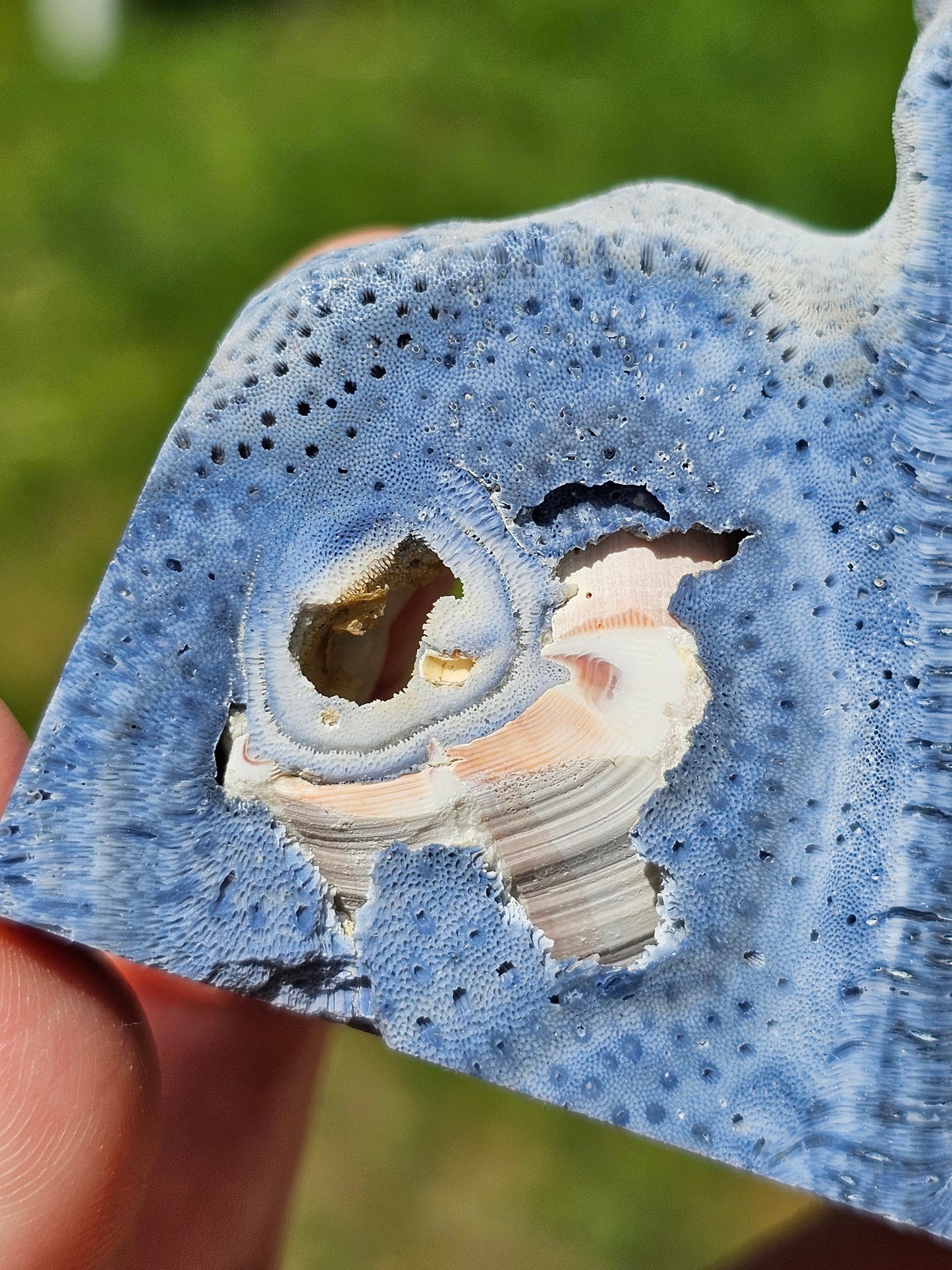 Corail bleu d'Indonésie A