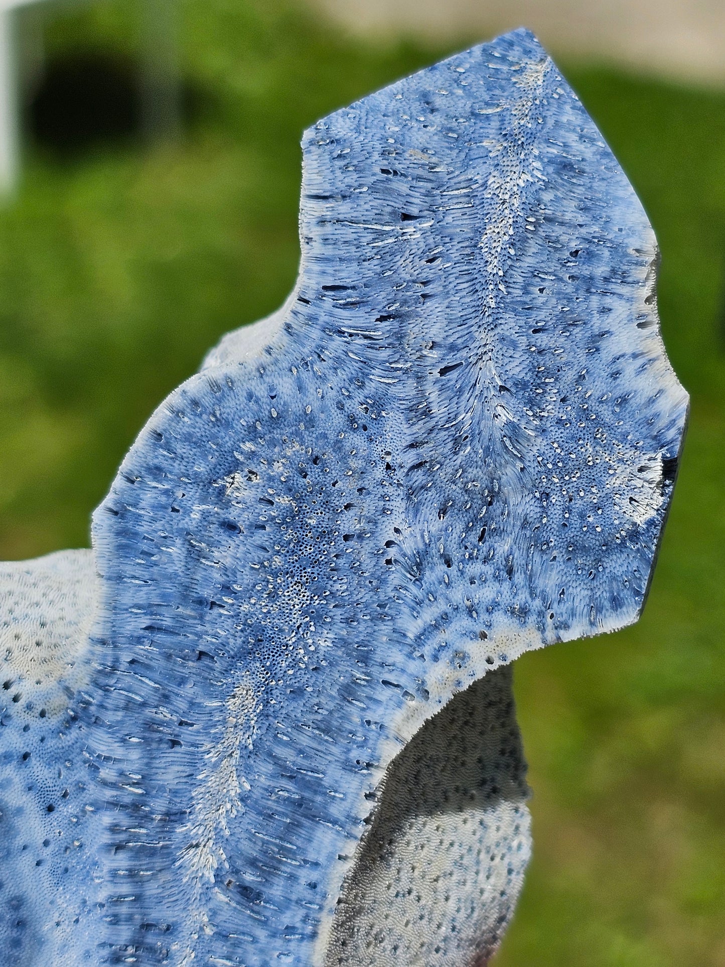 Corail bleu d'Indonésie A