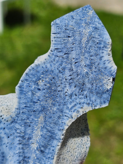Corail bleu d'Indonésie A