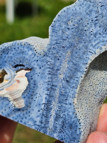 Corail bleu d'Indonésie A
