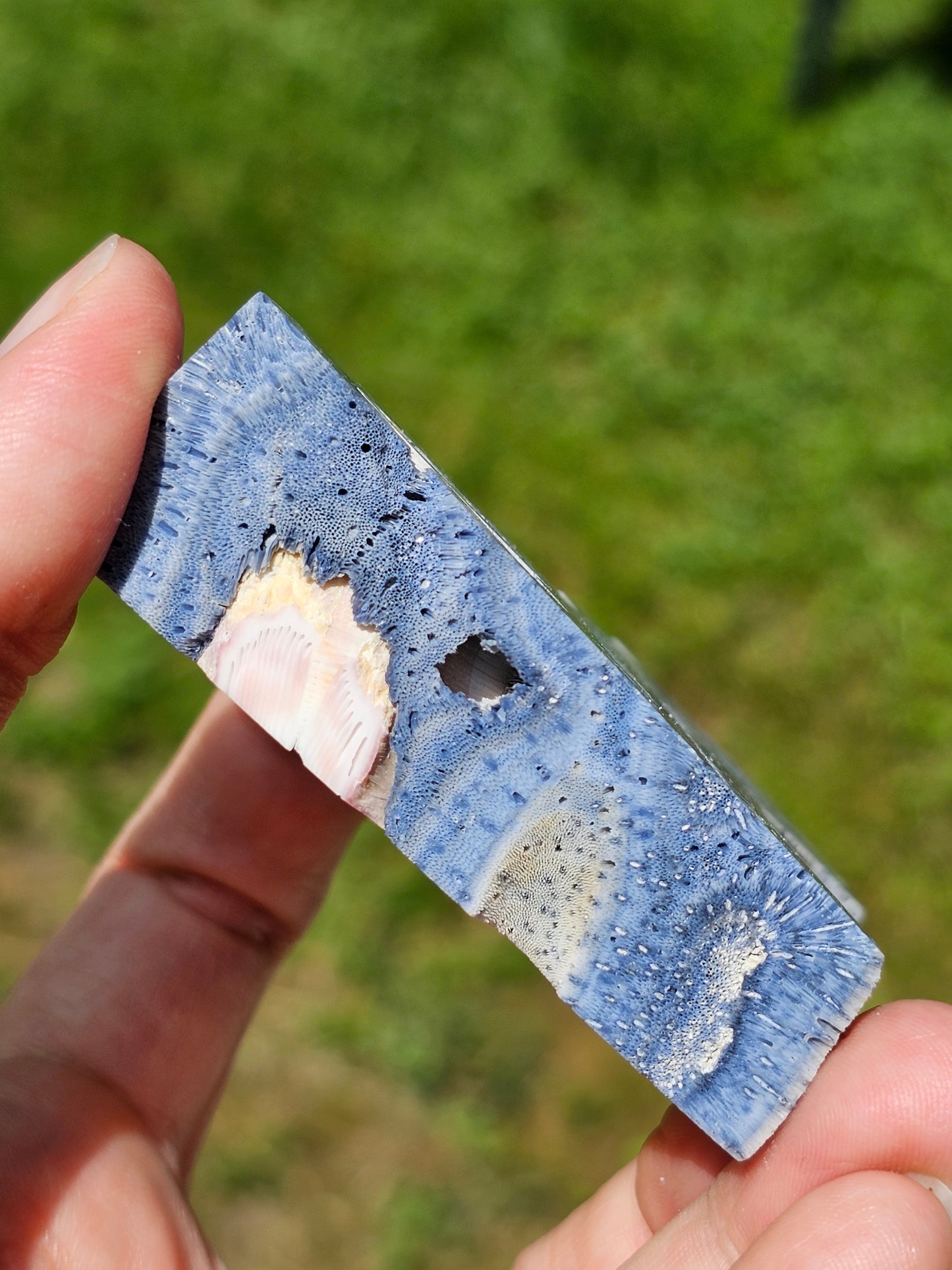 Corail bleu d'Indonésie A