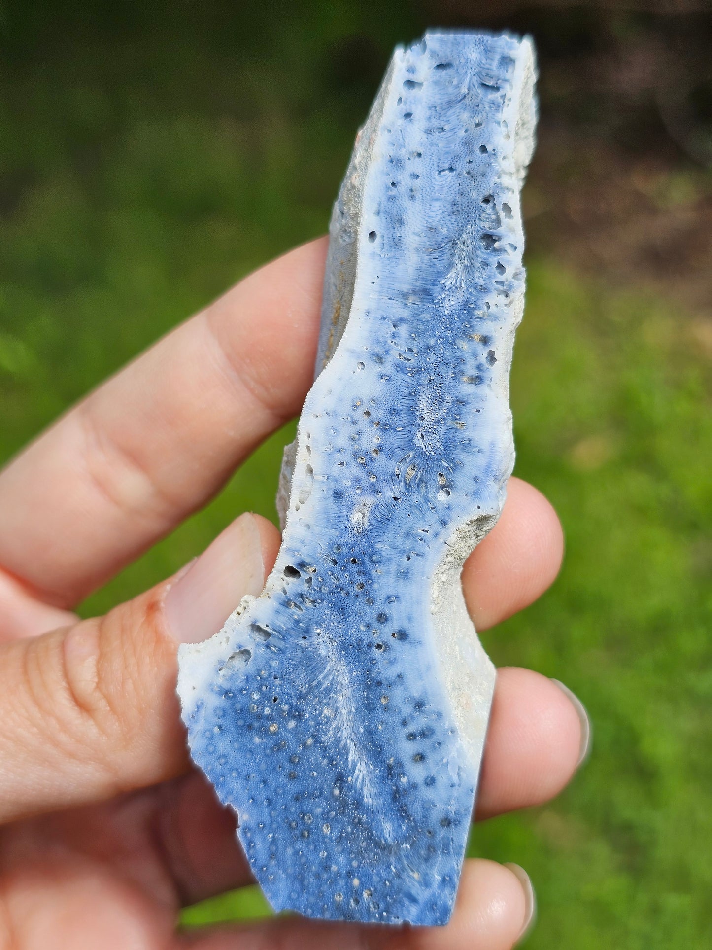 Corail bleu d'Indonésie C