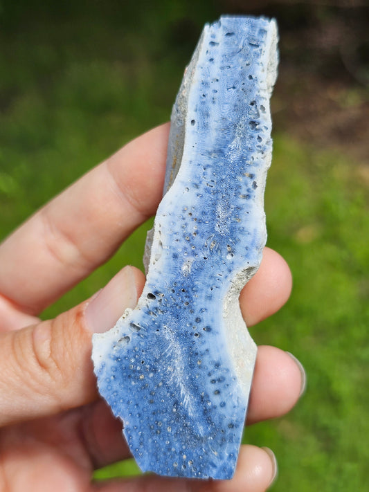 Corail bleu d'Indonésie C