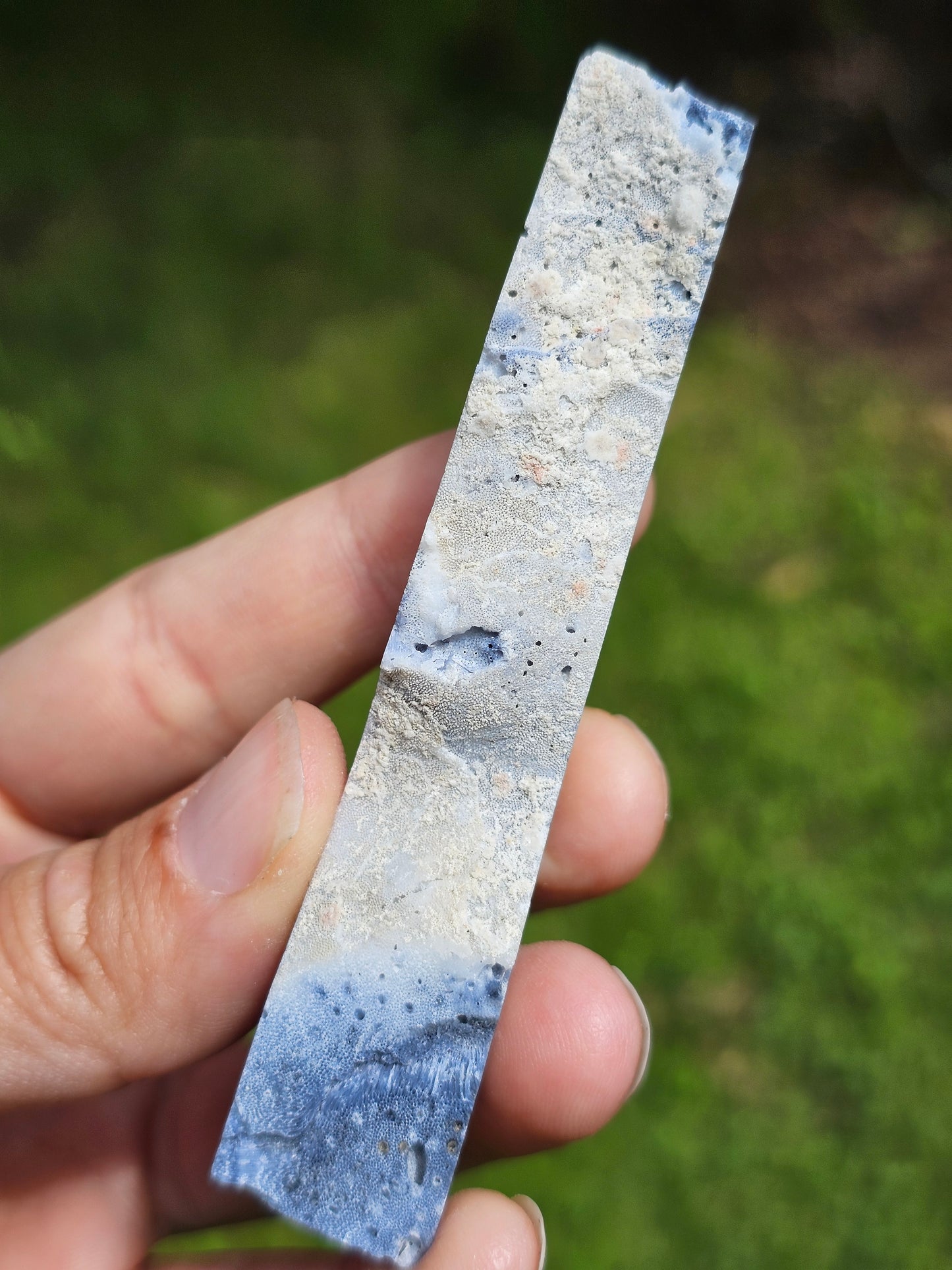 Corail bleu d'Indonésie C