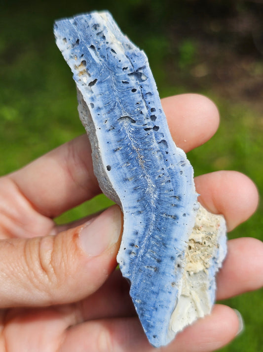 Corail bleu d'Indonésie C