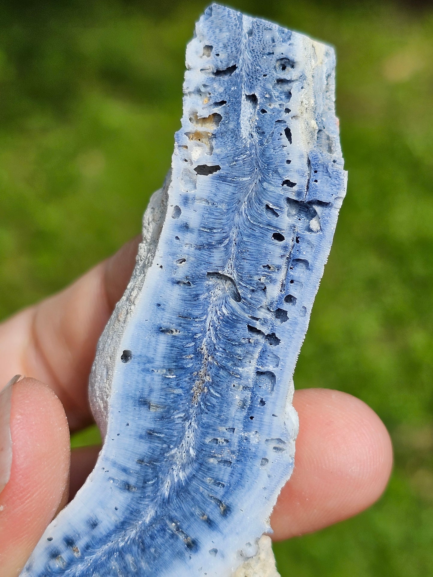 Corail bleu d'Indonésie C