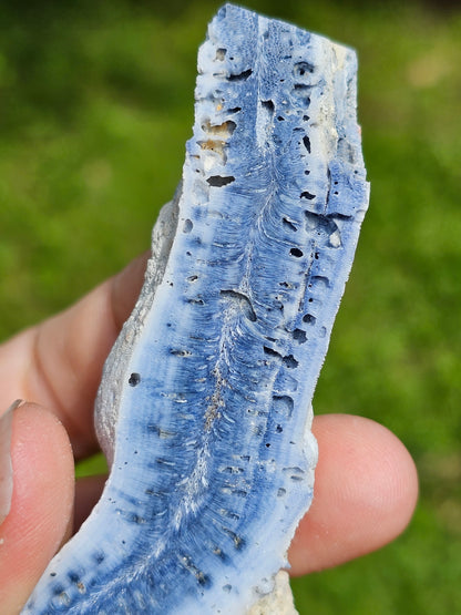 Corail bleu d'Indonésie C