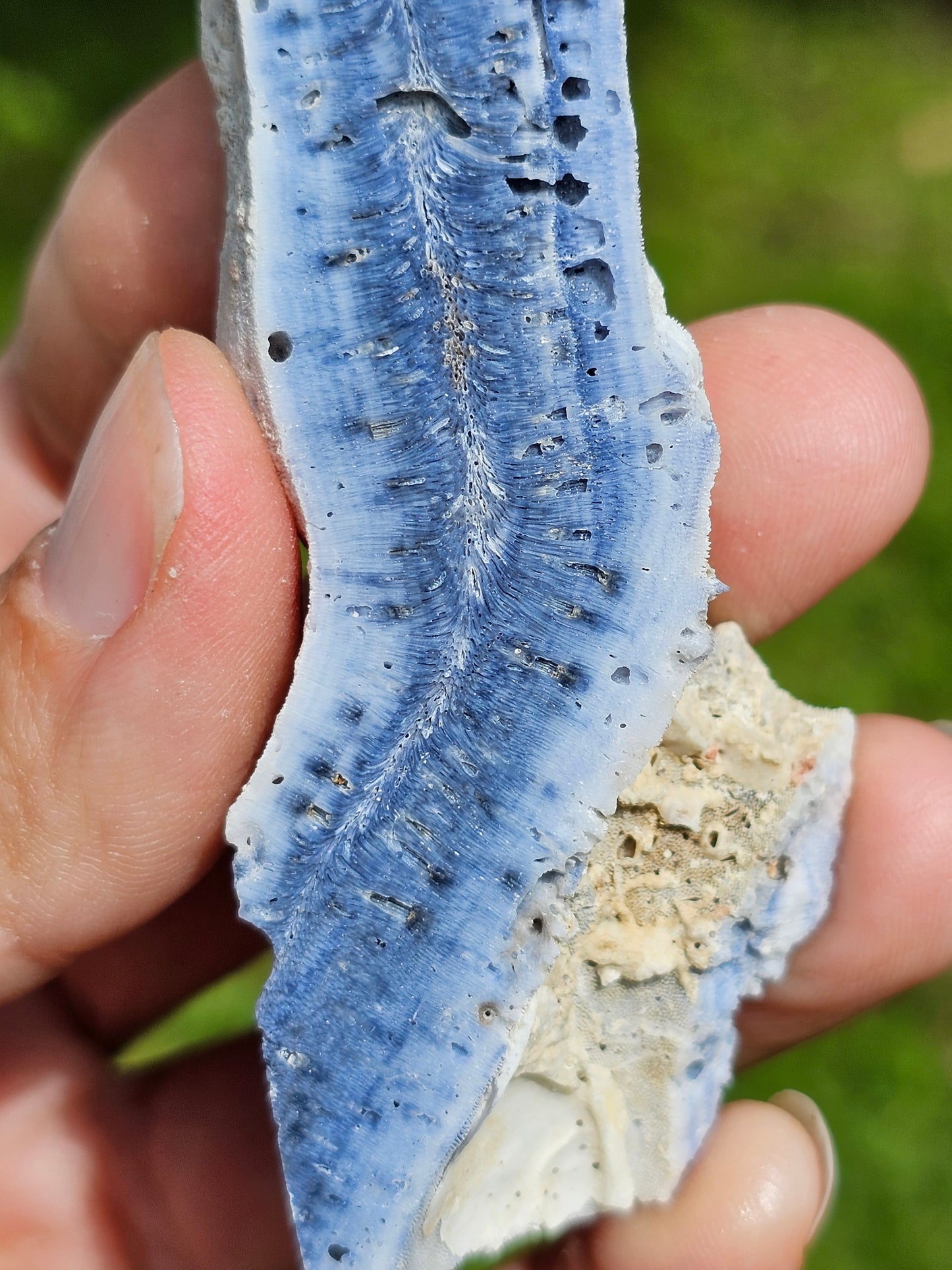 Corail bleu d'Indonésie C