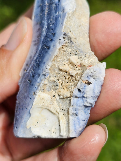 Corail bleu d'Indonésie C