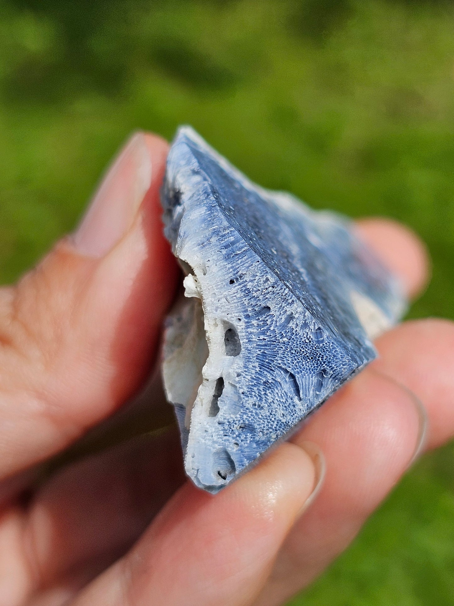 Corail bleu d'Indonésie C