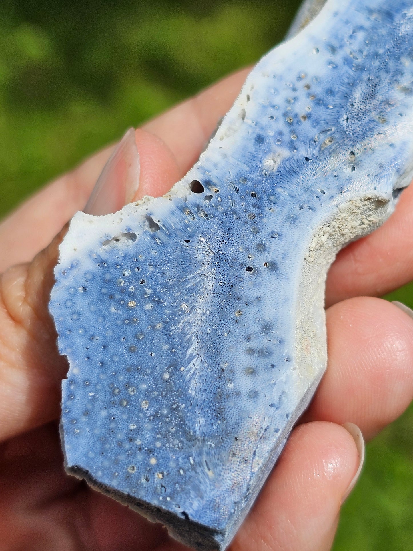 Corail bleu d'Indonésie C