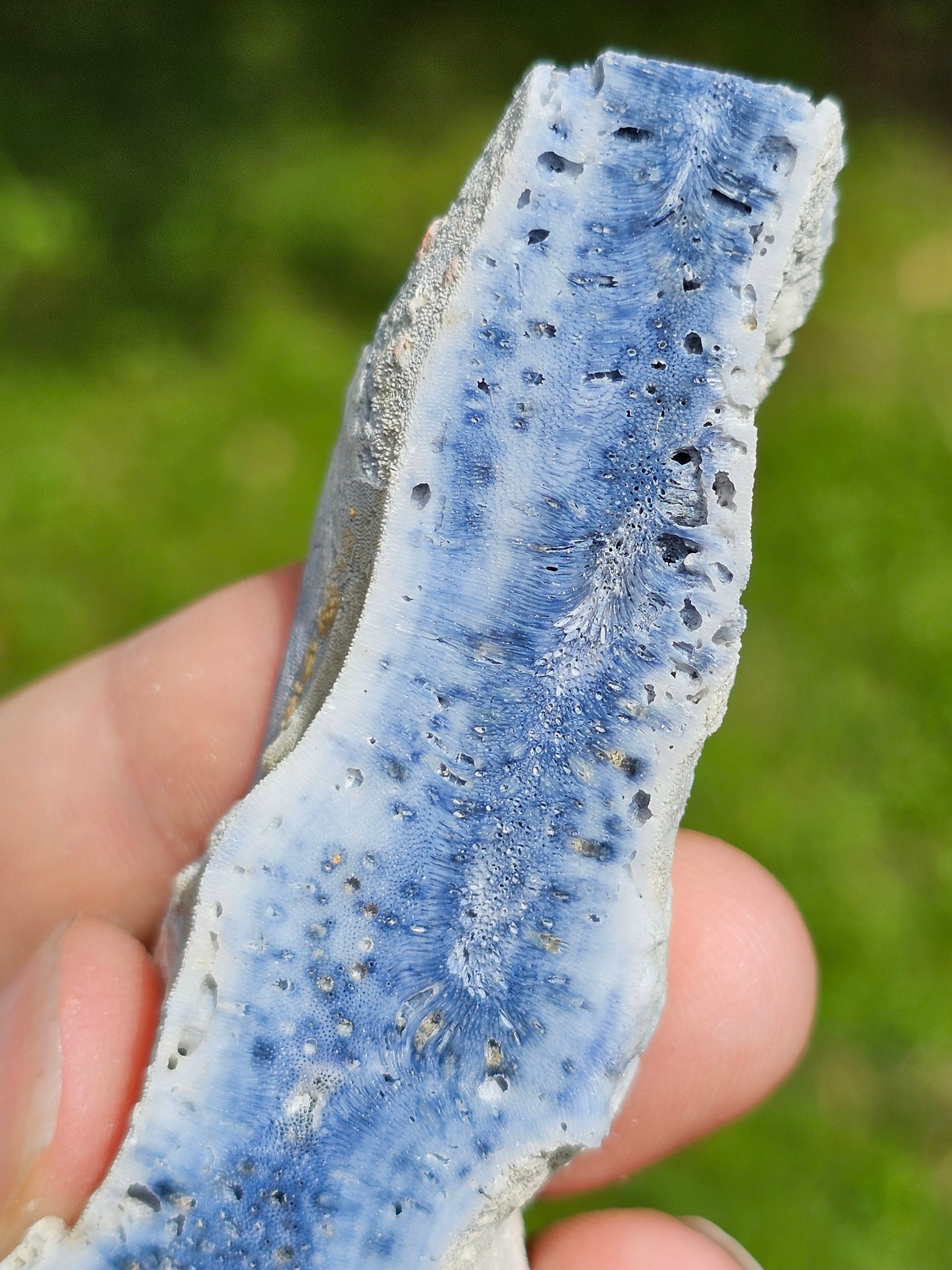 Corail bleu d'Indonésie C