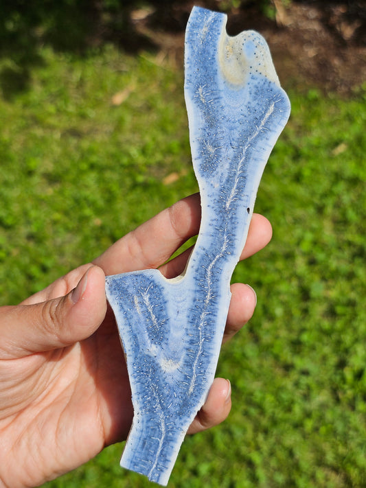 Corail bleu d'Indonésie D
