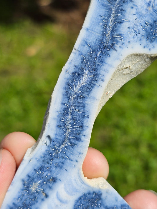 Corail bleu d'Indonésie D