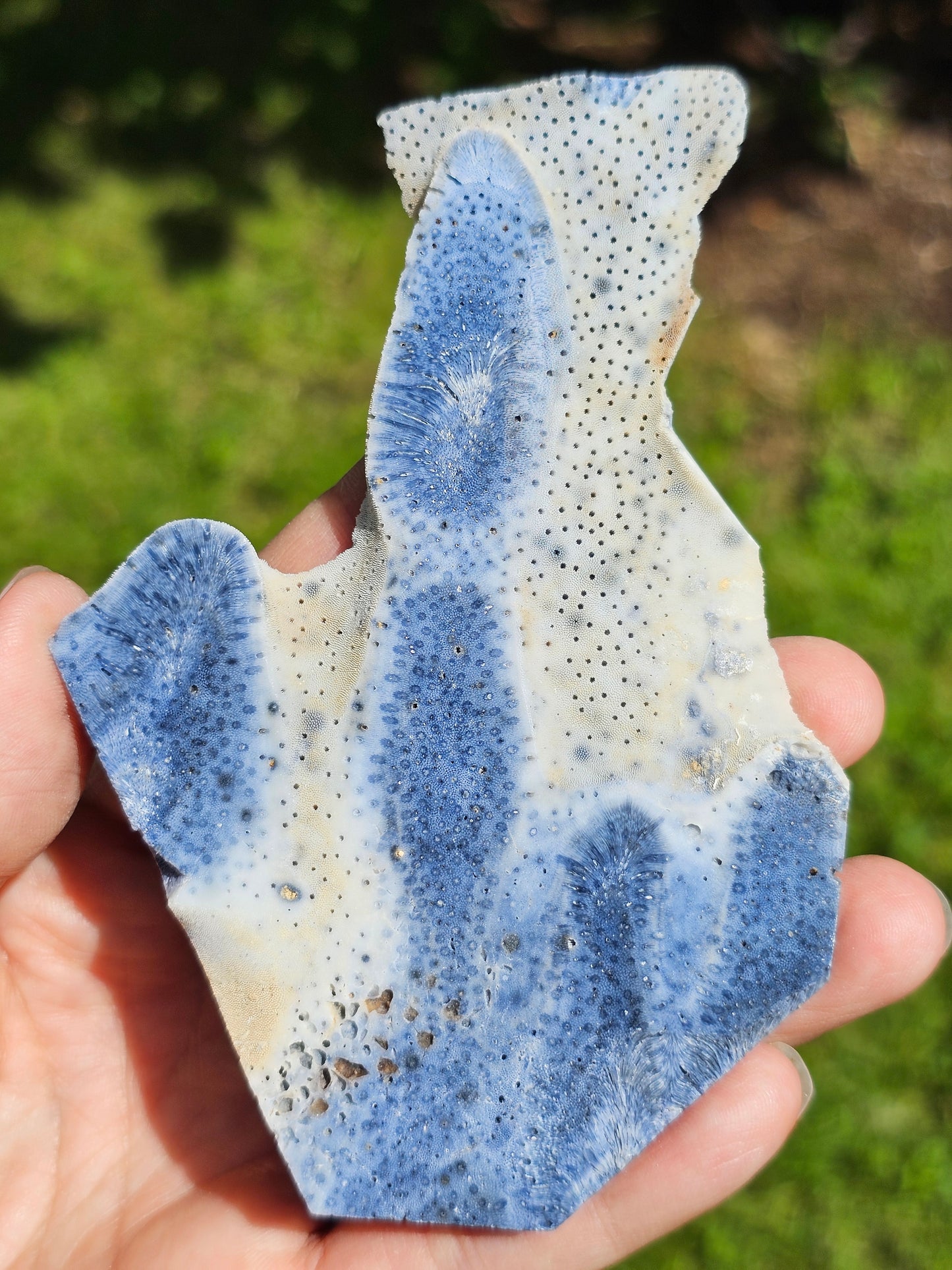 Corail bleu d'Indonésie E