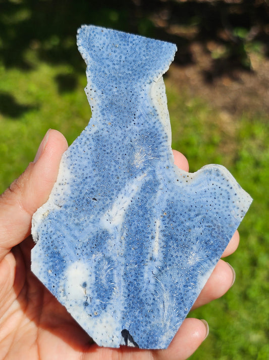 Corail bleu d'Indonésie E