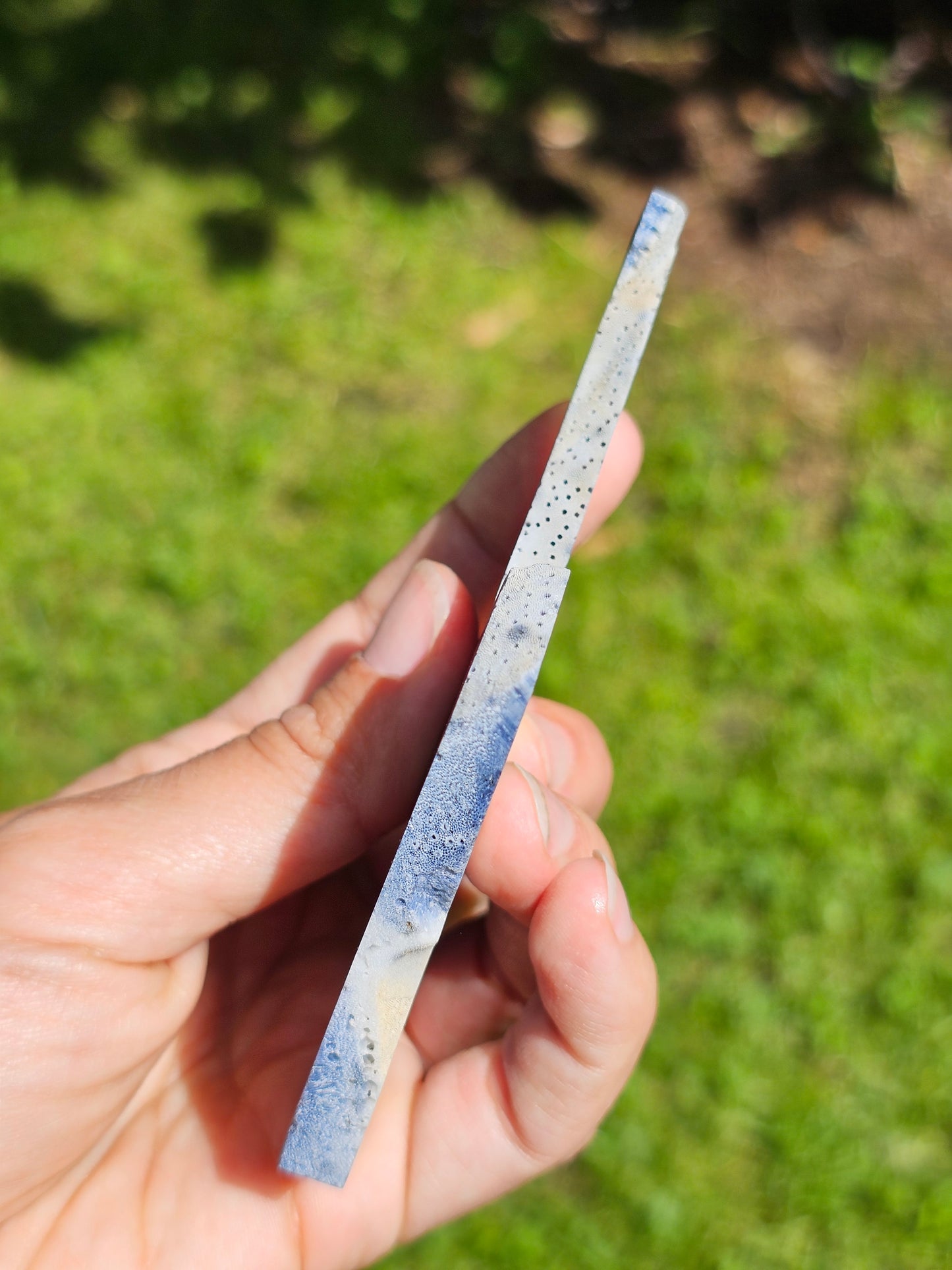 Corail bleu d'Indonésie E