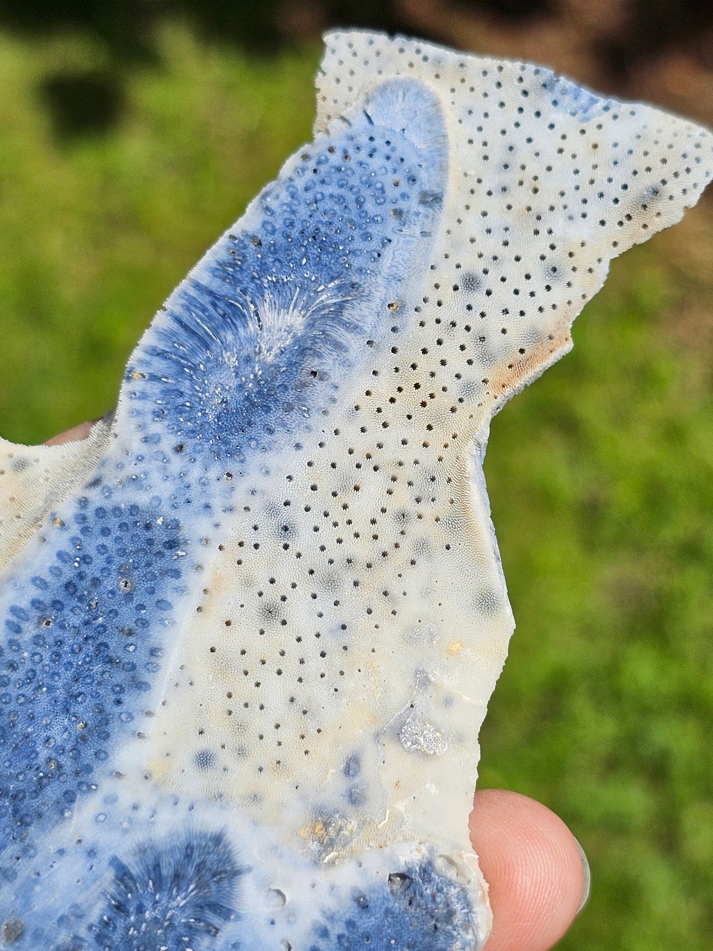 Corail bleu d'Indonésie E