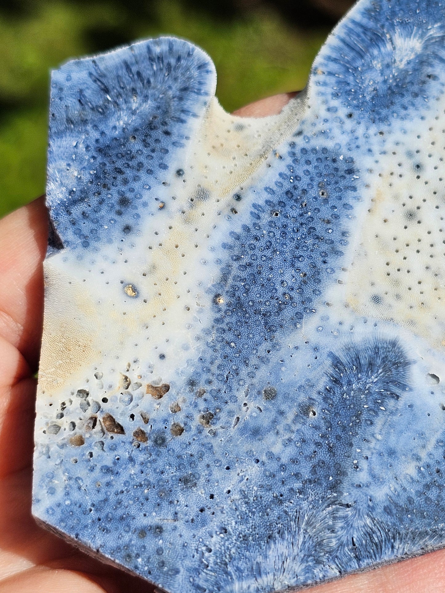 Corail bleu d'Indonésie E