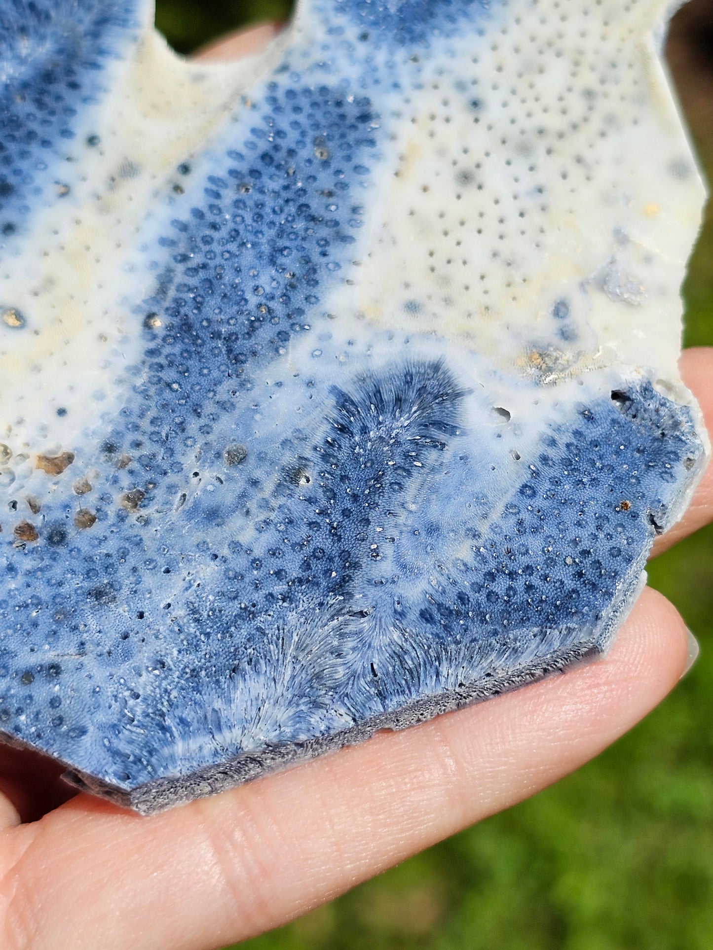 Corail bleu d'Indonésie E