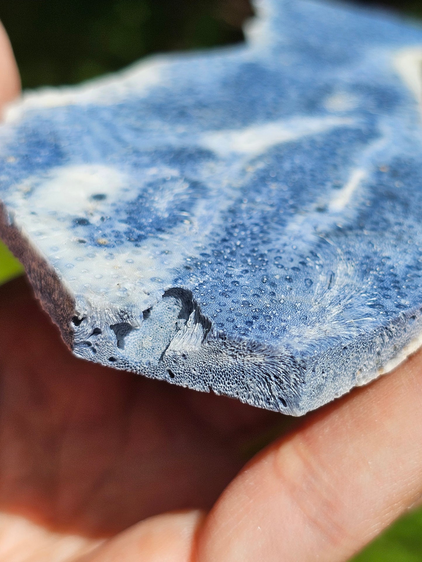 Corail bleu d'Indonésie E