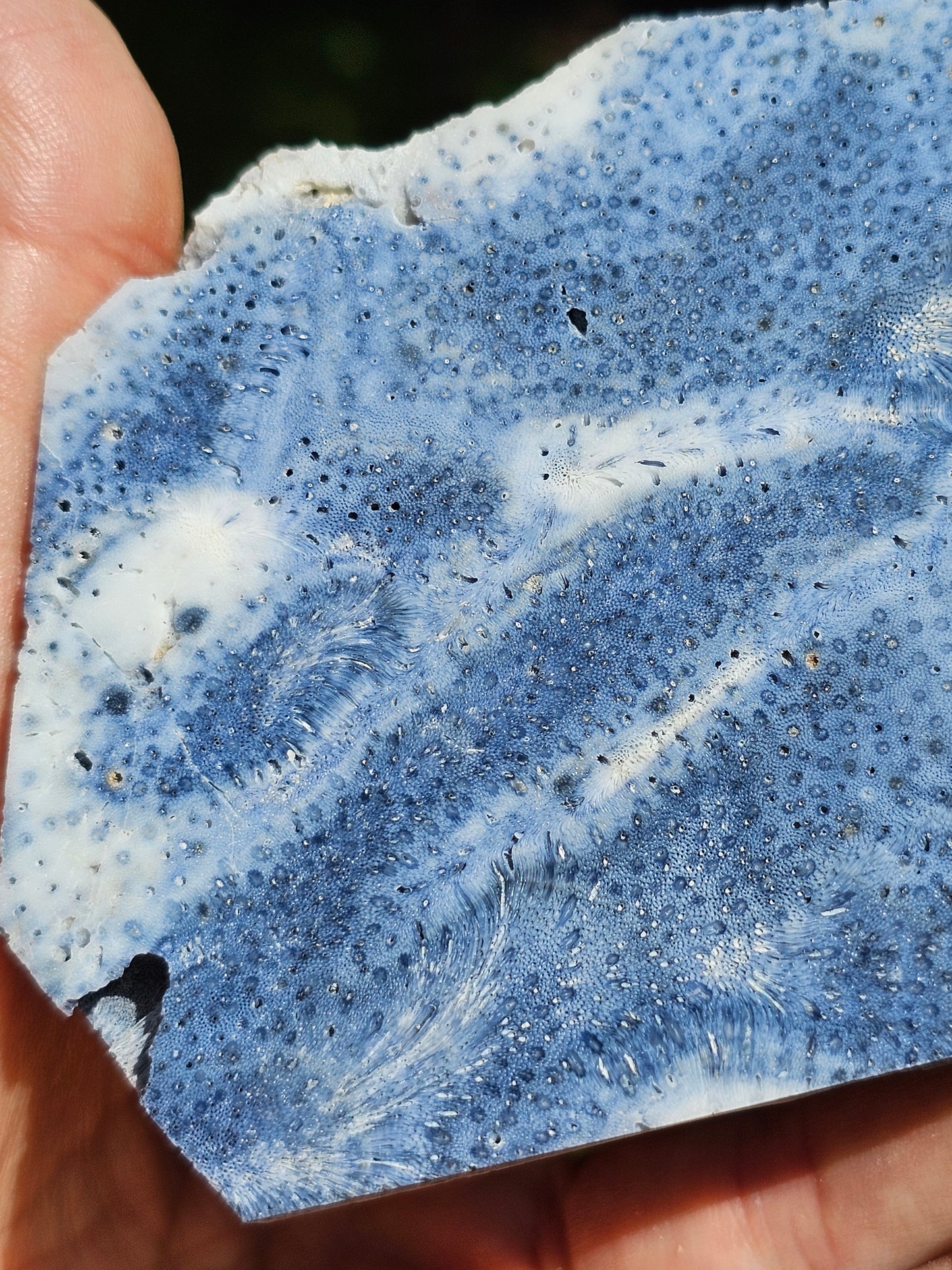Corail bleu d'Indonésie E