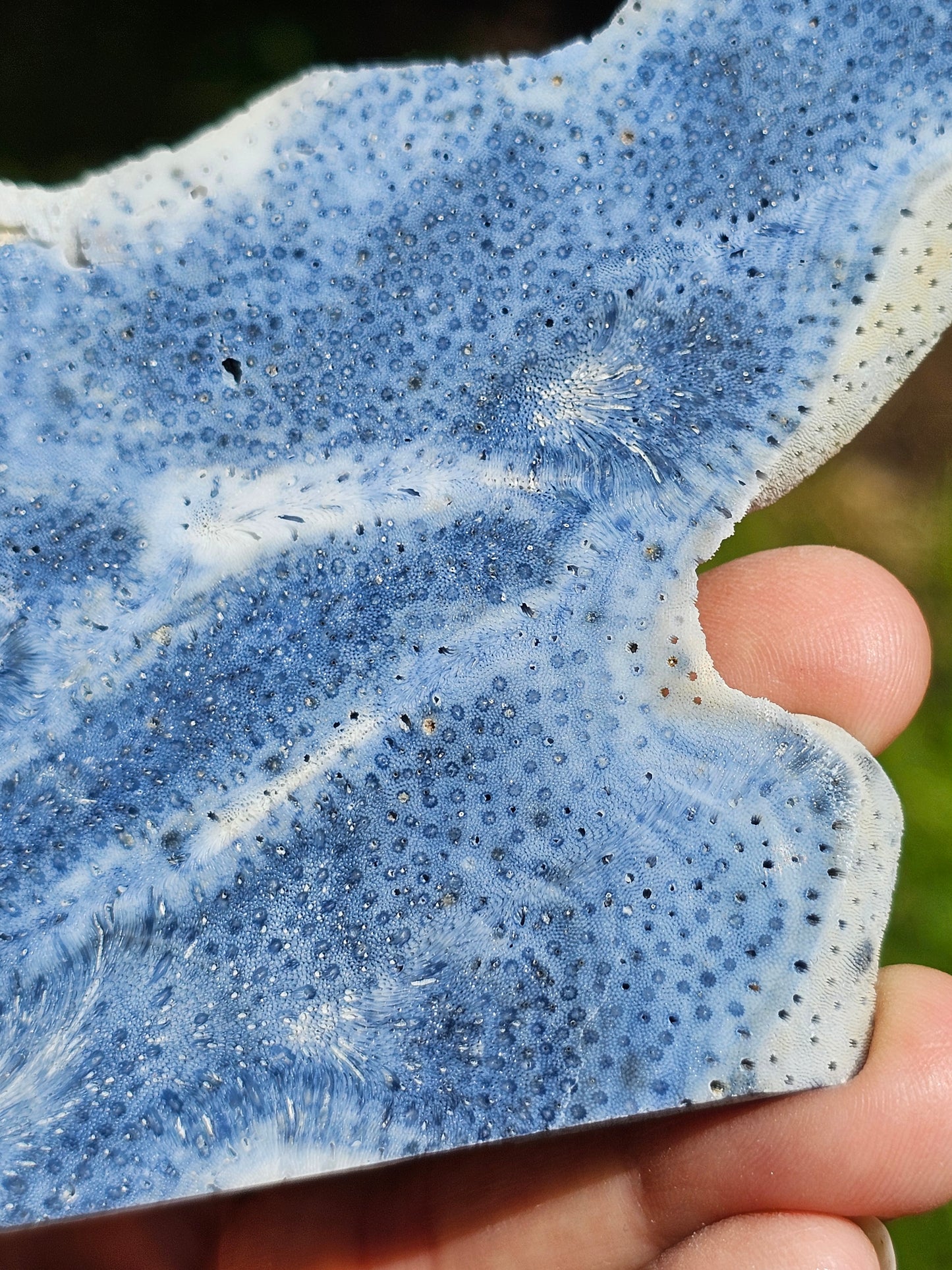 Corail bleu d'Indonésie E