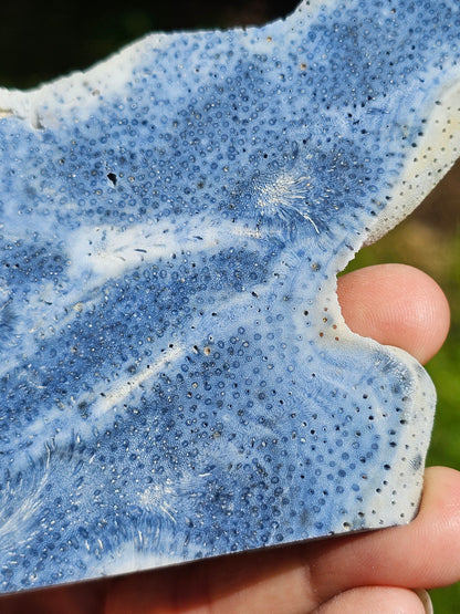 Corail bleu d'Indonésie E