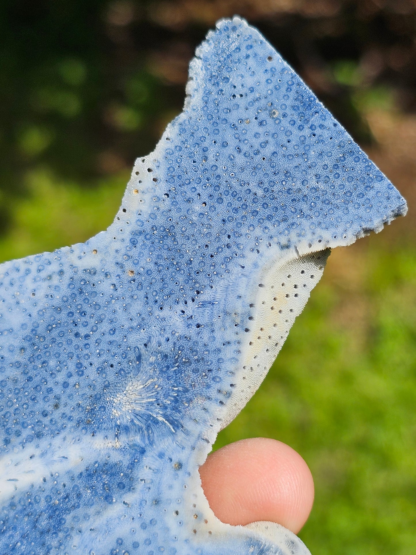 Corail bleu d'Indonésie E