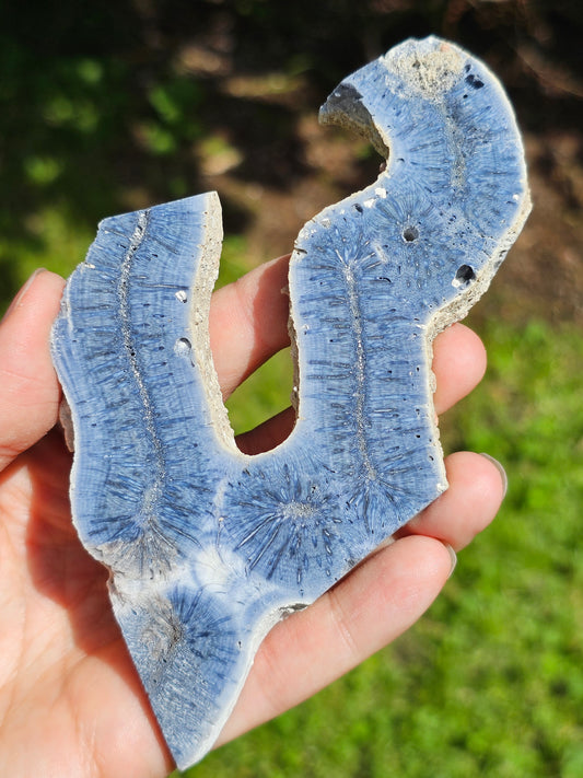 Corail bleu d'Indonésie F