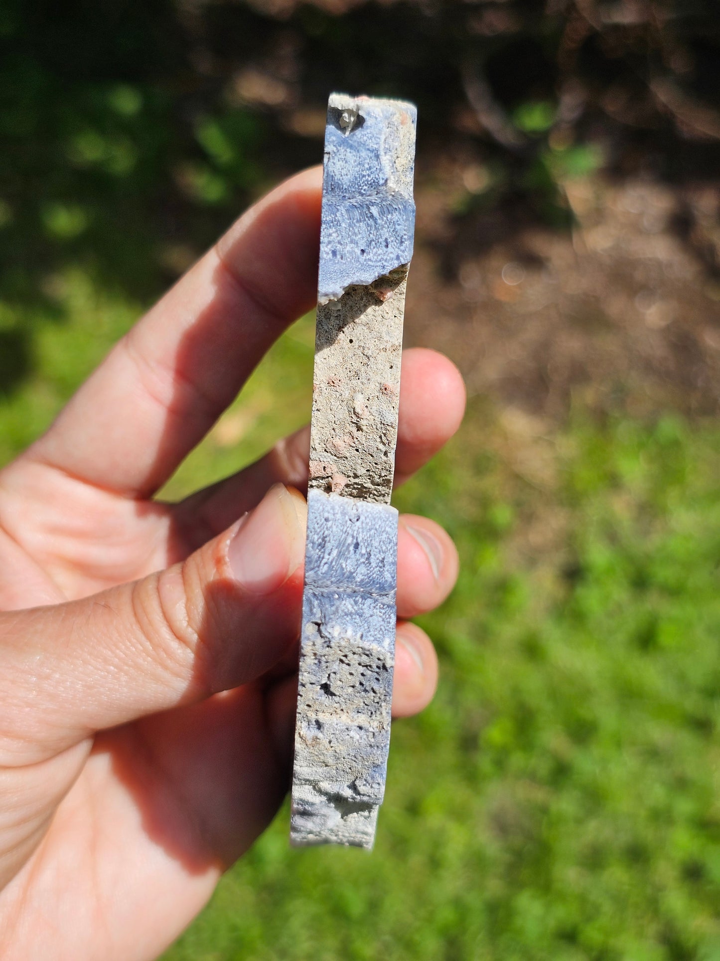 Corail bleu d'Indonésie F