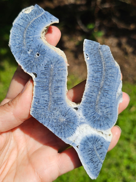 Corail bleu d'Indonésie F