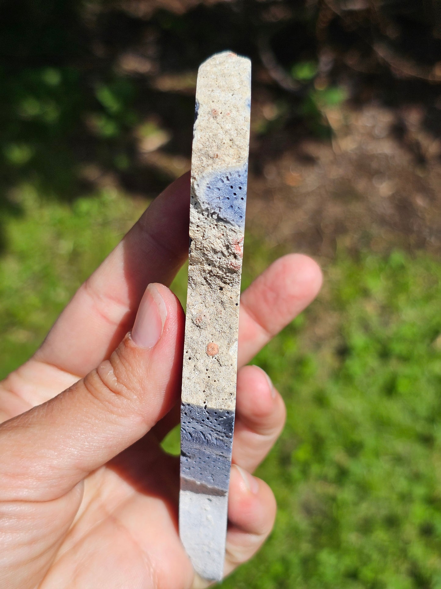 Corail bleu d'Indonésie F