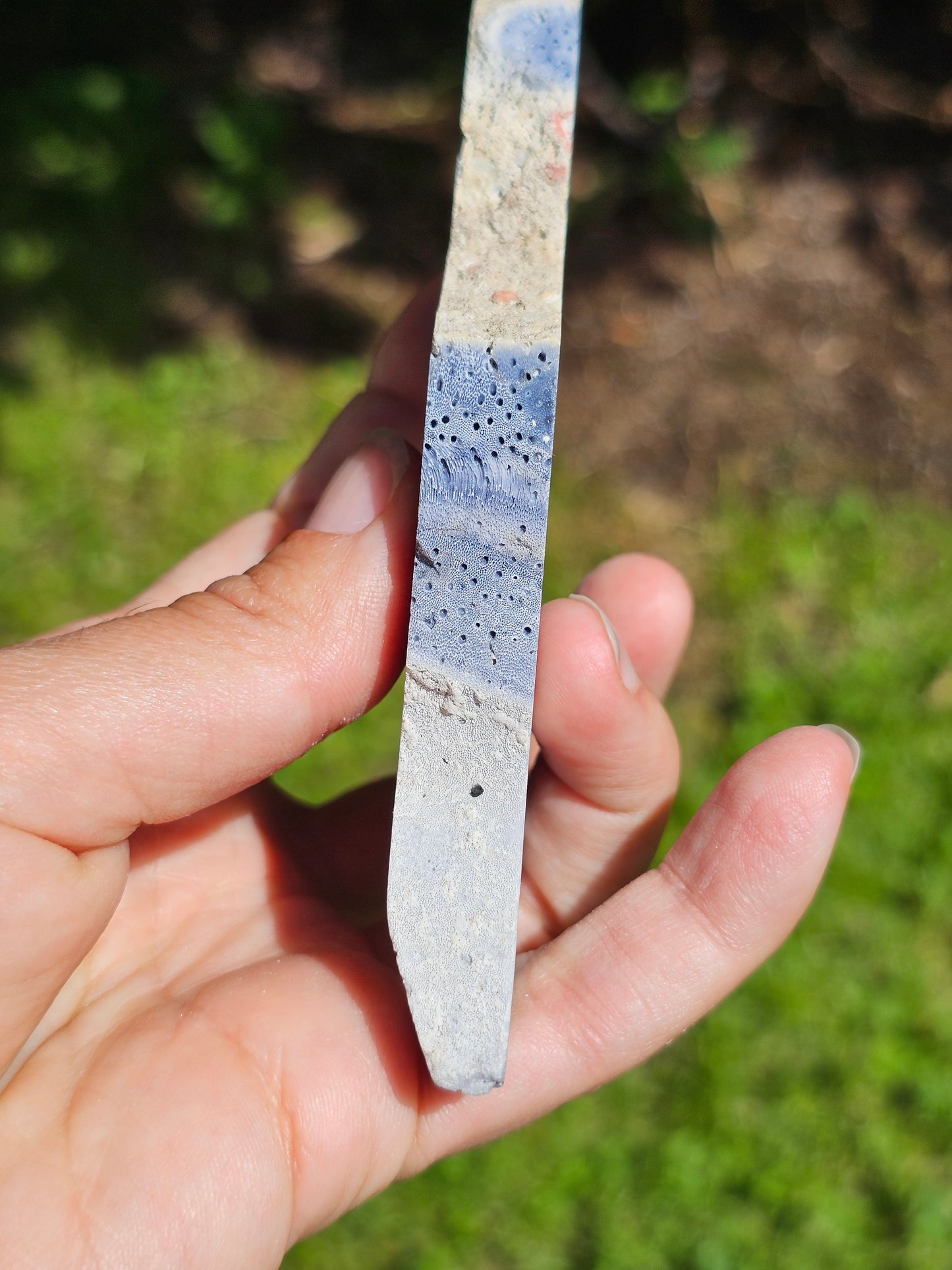 Corail bleu d'Indonésie F
