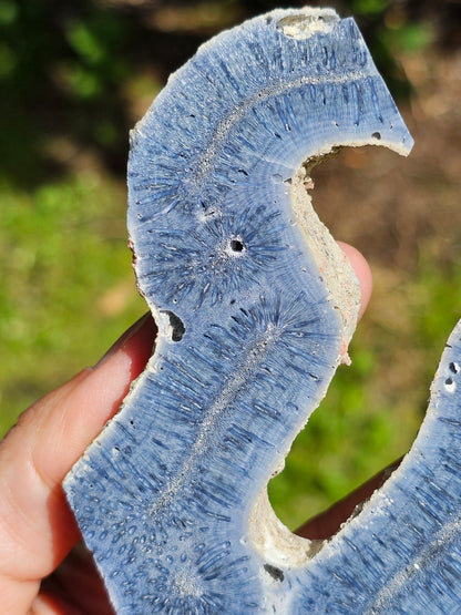 Corail bleu d'Indonésie F
