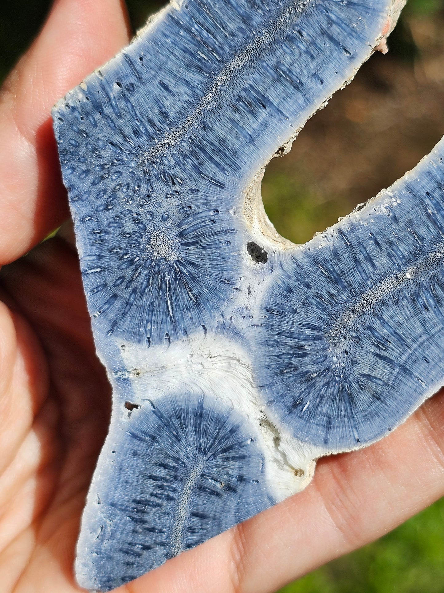 Corail bleu d'Indonésie F