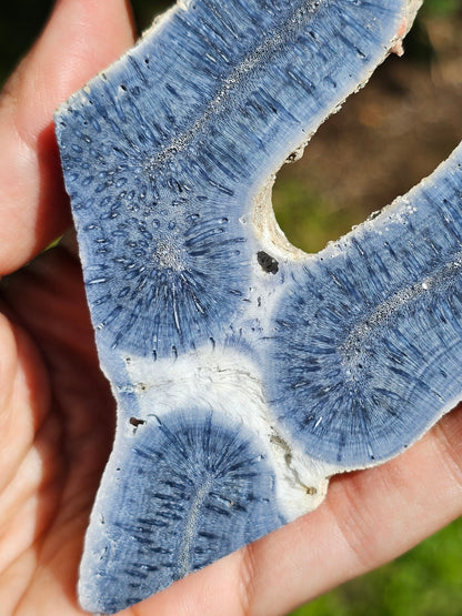 Corail bleu d'Indonésie F