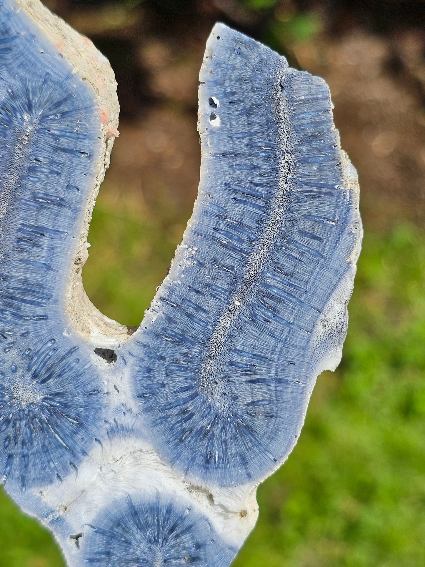 Corail bleu d'Indonésie F