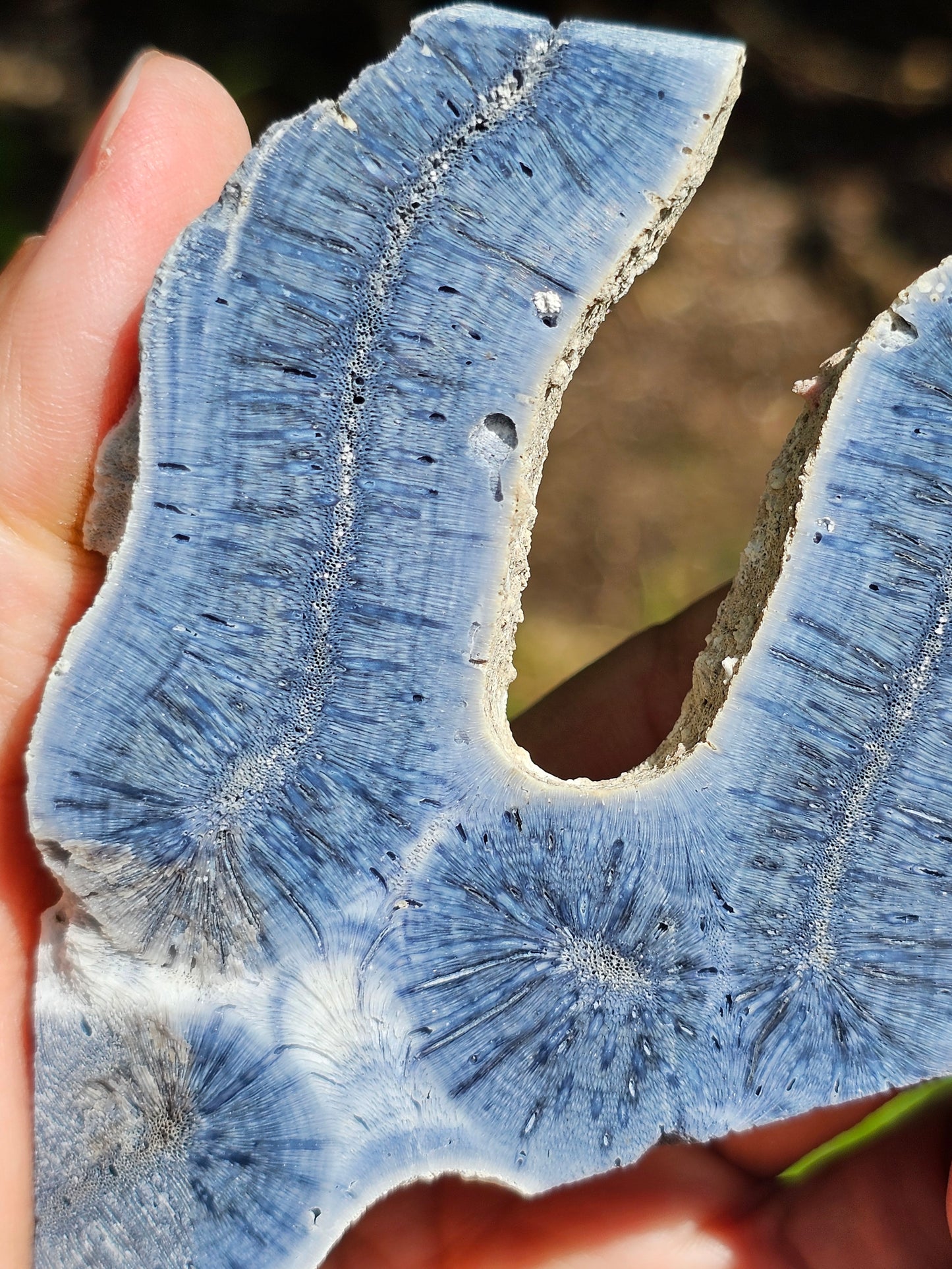 Corail bleu d'Indonésie F
