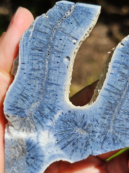 Corail bleu d'Indonésie F
