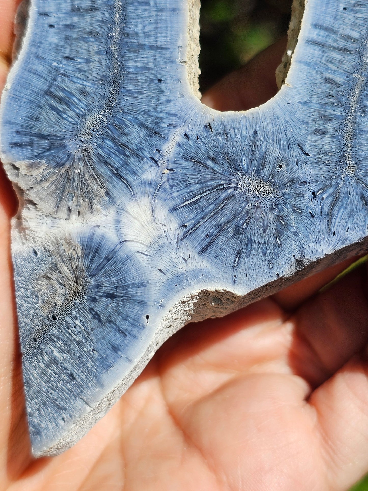 Corail bleu d'Indonésie F