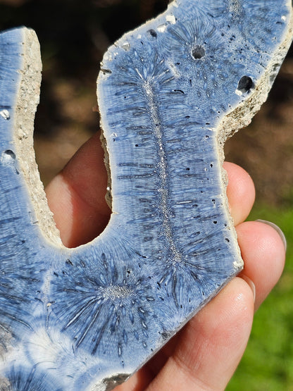 Corail bleu d'Indonésie F