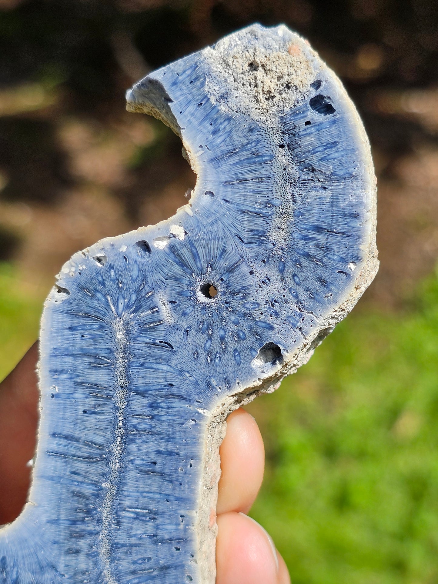 Corail bleu d'Indonésie F
