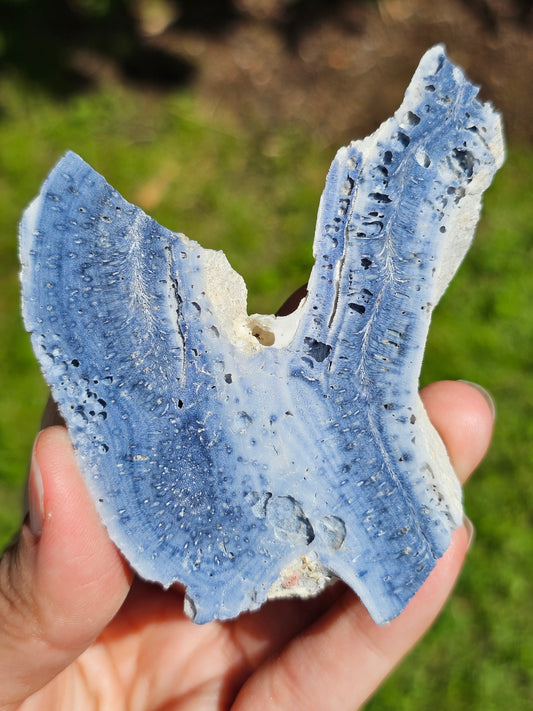 Corail bleu d'Indonésie G