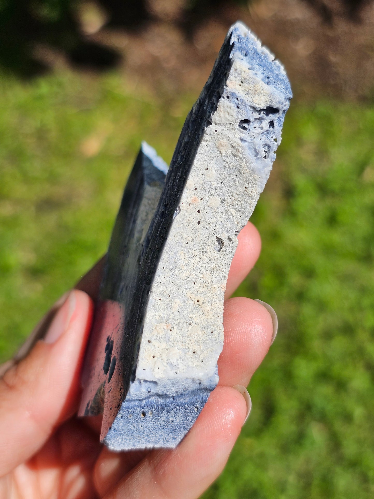 Corail bleu d'Indonésie G