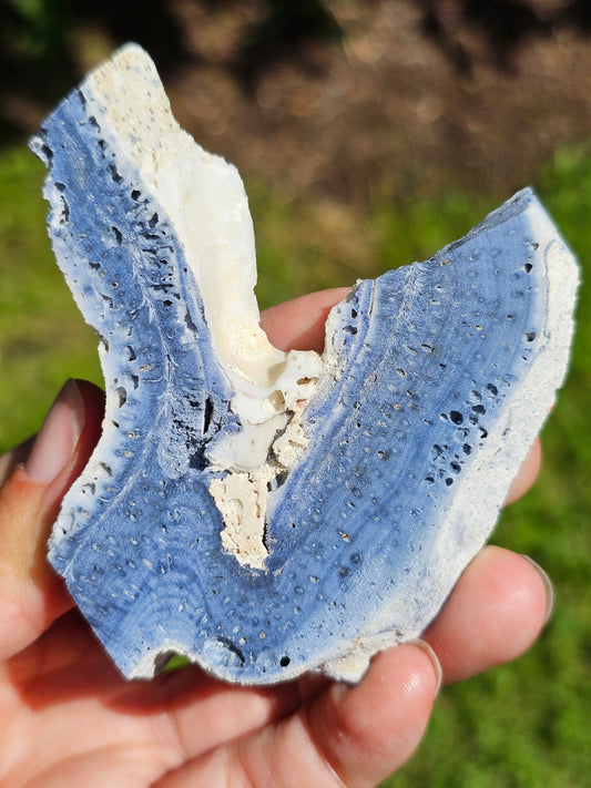 Corail bleu d'Indonésie G