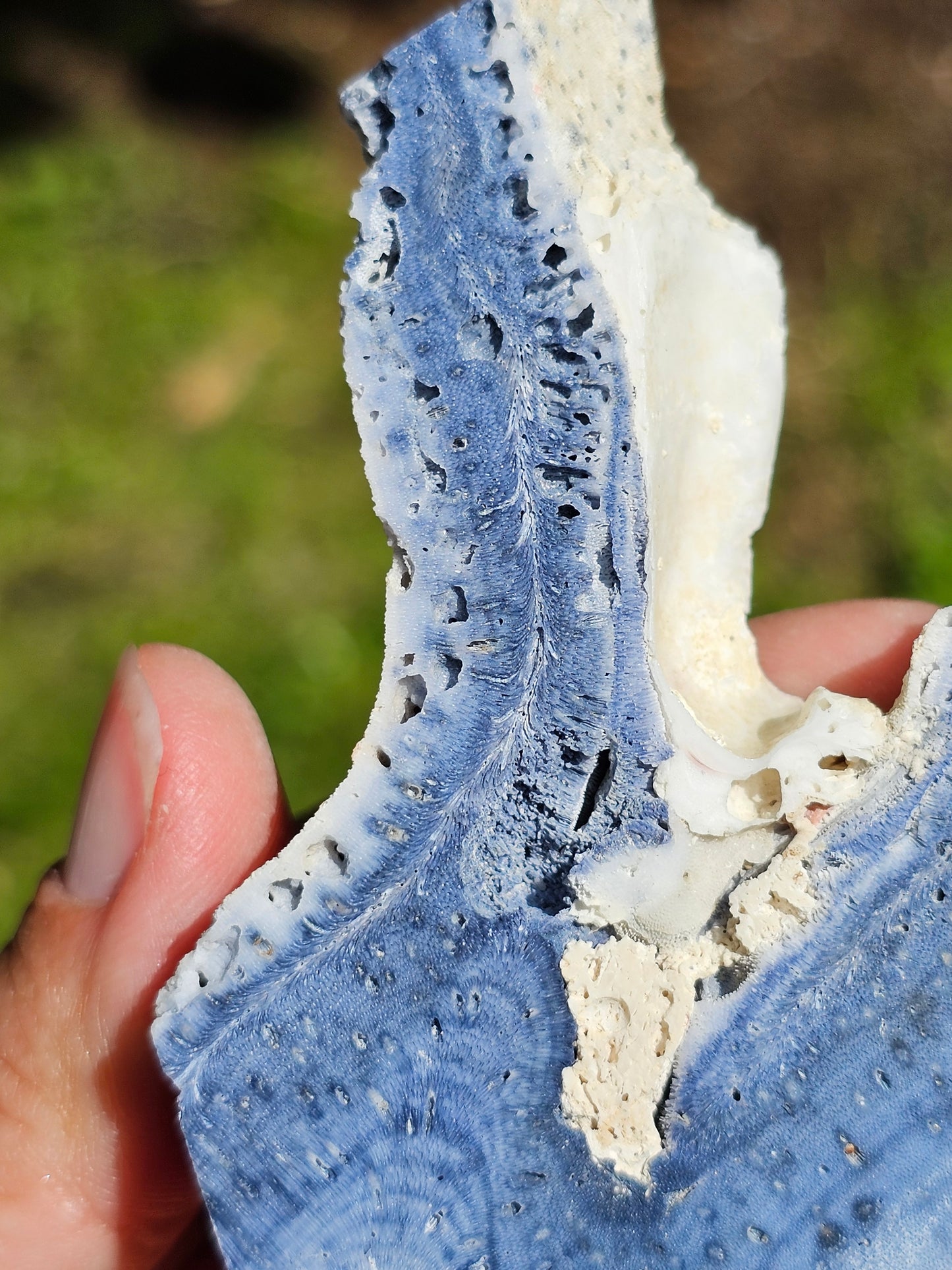 Corail bleu d'Indonésie G